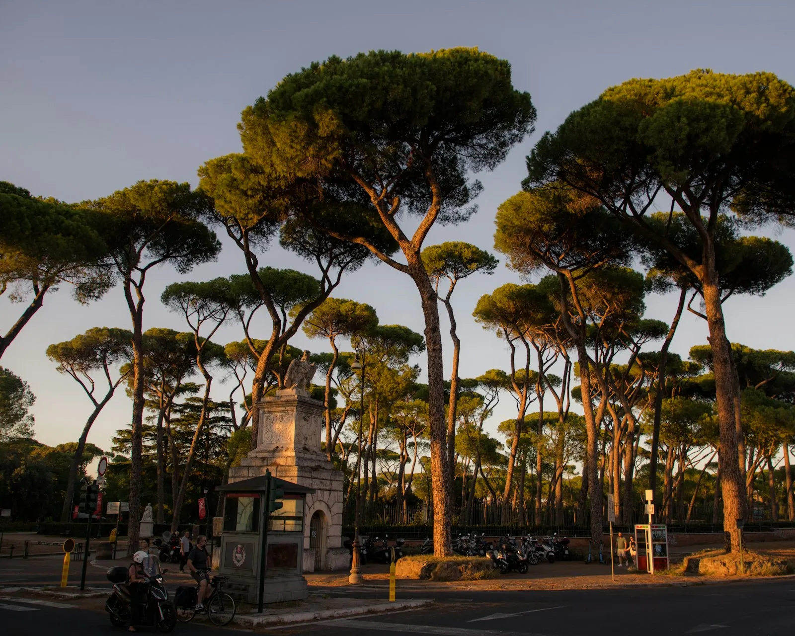 I pini di Villa Borghese al tramonto, quartiere Pinciano